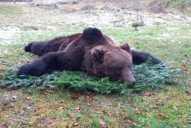 Európa / Poľovačka na medveďa v Chorvátsku