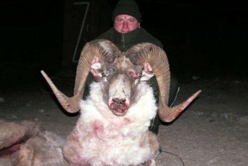 Kirgizsko - poľovačka na vlka a kozorožca / Lov ovce Marco Polo - Argali