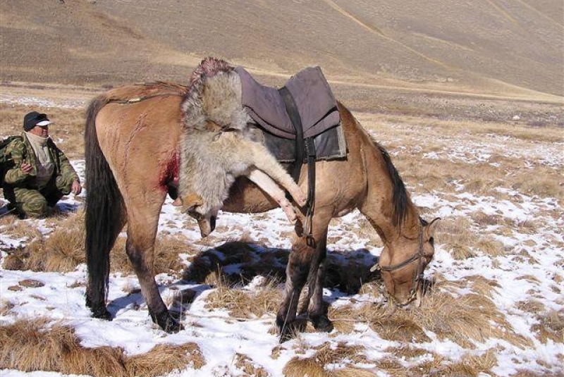 Kirgizsko - poľovačka na vlka a kozorožca / Lov ovce Marco Polo - Argali