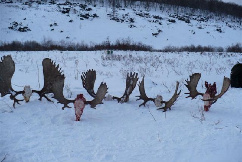 Polovačka v Rusku / Poľovačka na losa na  Kamčatke