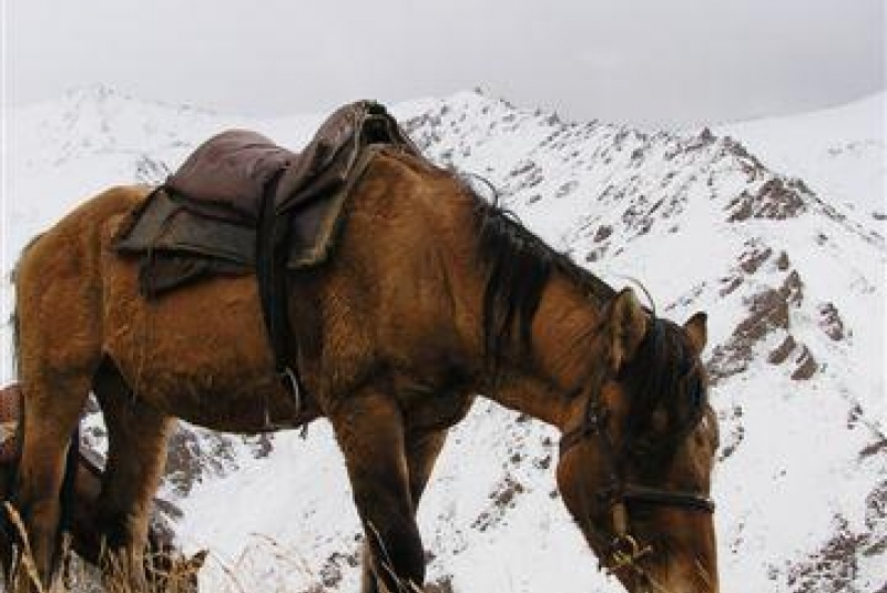 Kirgizsko - poľovačka na vlka a kozorožca / Poľovačka na Kozorožca sibírskeho