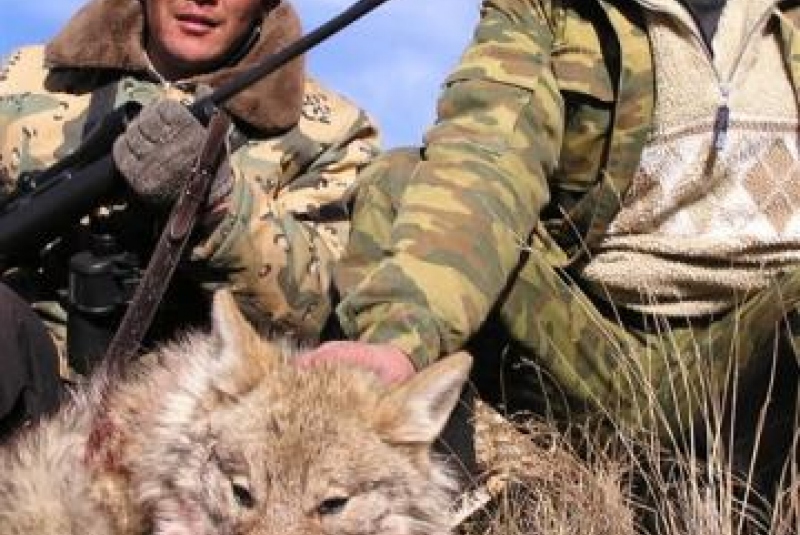 Kirgizsko - poľovačka na vlka a kozorožca / Poľovačka na Kozorožca sibírskeho