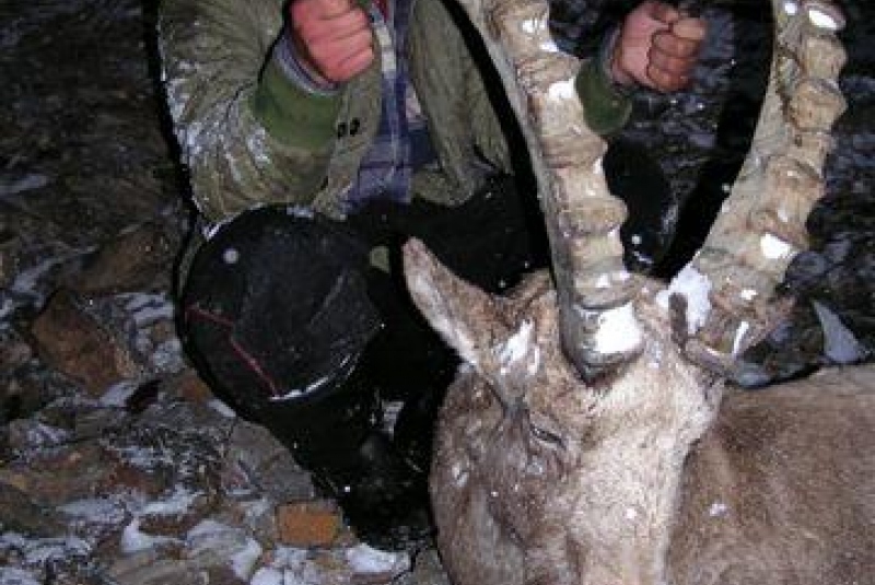 Kirgizsko - poľovačka na vlka a kozorožca / Kirgizsko - poľovačka na vlka a kozorožca