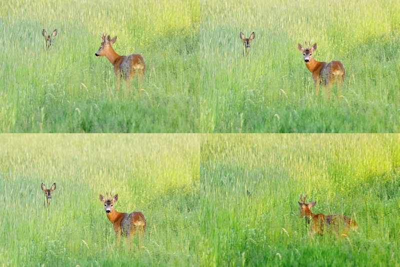 Poľovačky v Maďarsku / Poľovačka na srnce väčší paušál