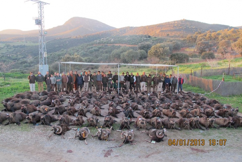 Poľovačky v Španielsku / Spoločná poľovačka MONTERIA