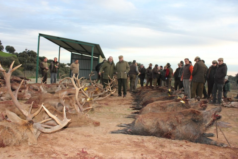 Poľovačky v Španielsku / Spoločná poľovačka MONTERIA