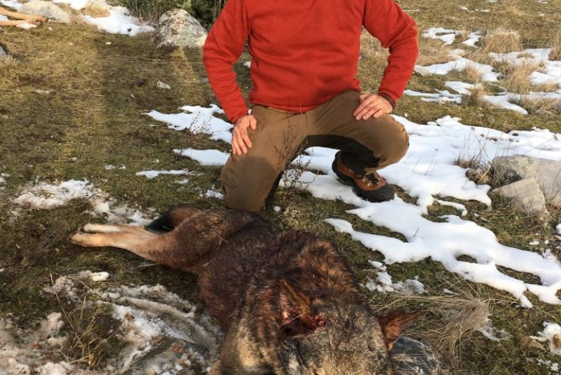 Poľovačka v Chorvátsku / Poľovačka na vlka v Macedónsku