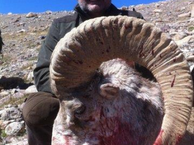 Lov ovce Marco Polo - Argali