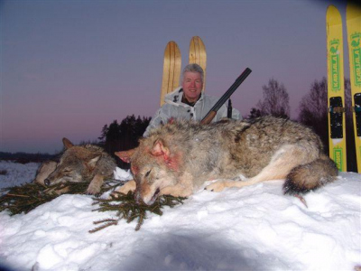 Poľovačka na vlka a rysa v Rusku