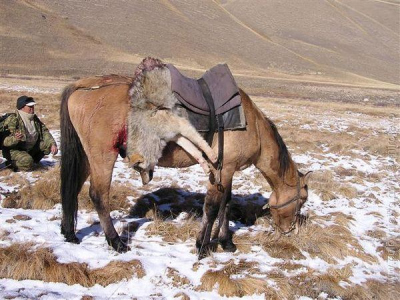 Kirgizsko - poľovačka na vlka a kozorožca