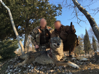Poľovačka na vlka v Macedónsku